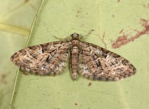 Eupithecia sp.